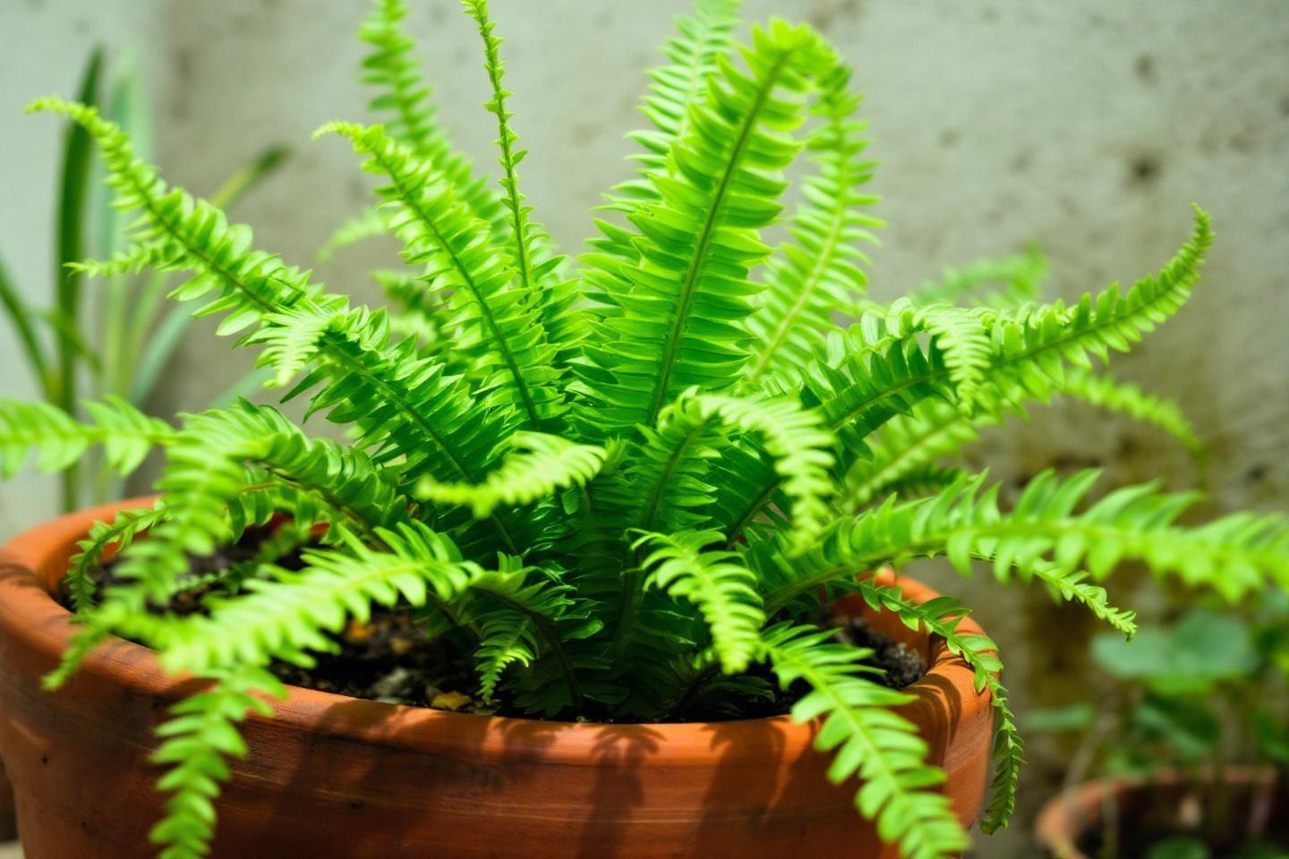 Plantes d'ombre faciles pour débutants, les fougères